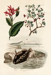 Caña, 1833-39